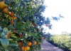 Venta de naranjas valencianas, sabor y dulzor en una sola fruta